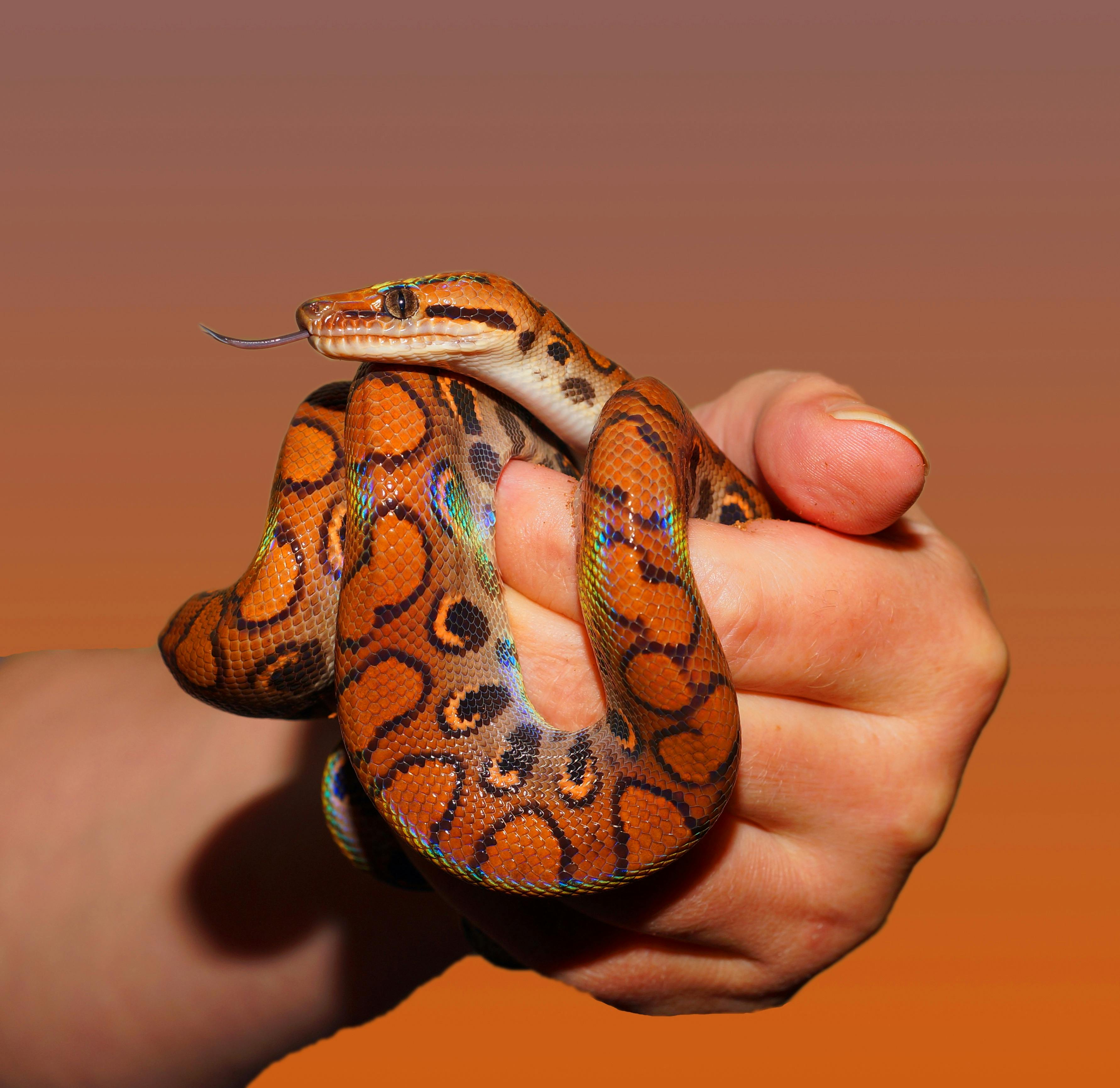 A small python snake in hands